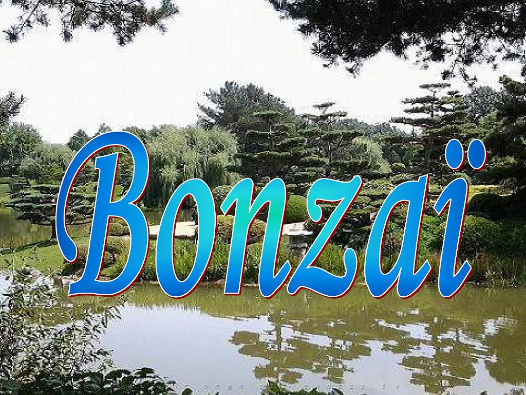 149 BONZAI A MAULEVRIER 2016_000001.jpg